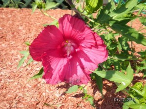 Hibiscus found in a southern region Photo ny: Taylor Drake